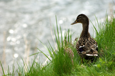 Ente am Wasser